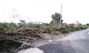 podrte vrbe teharska