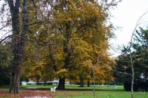 mestni-park-celje-kostanj