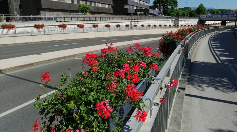 roze-cvetje-celje005