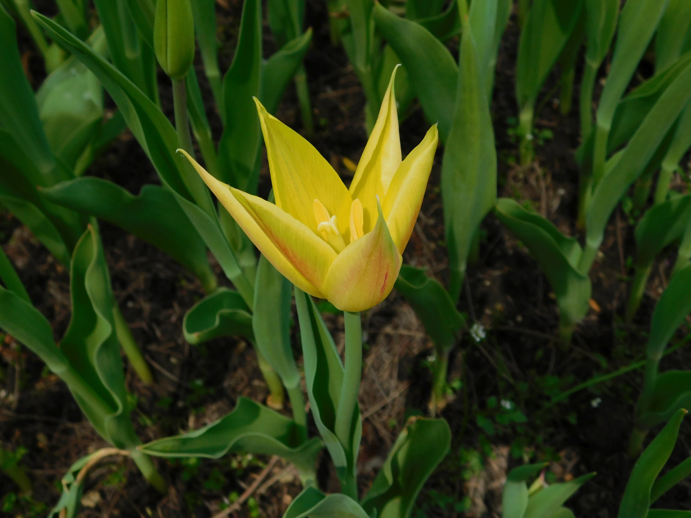 tulipan-mozirski-gaj-1