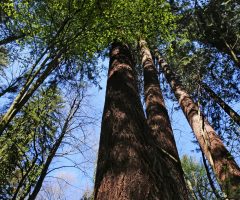 1 foto Andraž Purg – Najvišje izmerjeno drevo v Sloveniji je duglazija iz Mestnega gozda v Pečovniku pri Celju-min