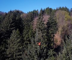 2 foto Andraž Purg – Drevo je z vrh a izmeril plezalec in arborist Rado Nadvešnik