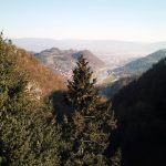 V Celju izmerili najvišje drevo v Sloveniji in šesto v Evropi (foto, video)