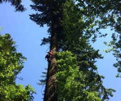 6 foto Robert Hostnik – Plezalec Rado Nadvešnik. Meritev z merskim trakom in plezanjem na drevo je najzanesljivejša meritev višin dreves