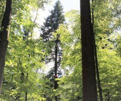 7 foto Boštjan Hren – Plezalec Rado Nadvešnik. Meritev z merskim trakom in plezanjem na drevo je najzanesljivejša meritev višin dreves