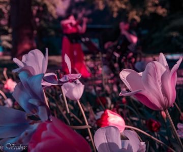 Glasba med cvetjem v Mestnem parku Celje (foto: Boris Vrabec)