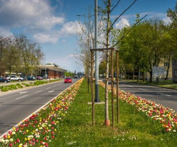 Ocvetličen Slavonski brod