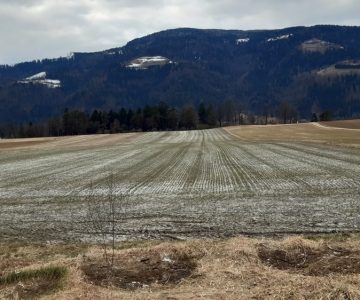 sadra (foto: PU Celje)