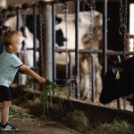 Družinska kmetija Hodej – Senica: četrt milijona litrov mleka z odličnih hribovskih pašnikov