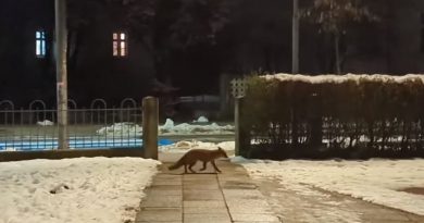 Lisica zašla v središče Celja