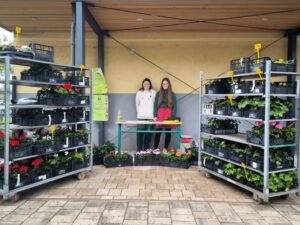 Tržnica ŠHVU Celje: pestra izbira sadik po ugodnih cenah